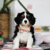 Tri colored Cavalier puppy