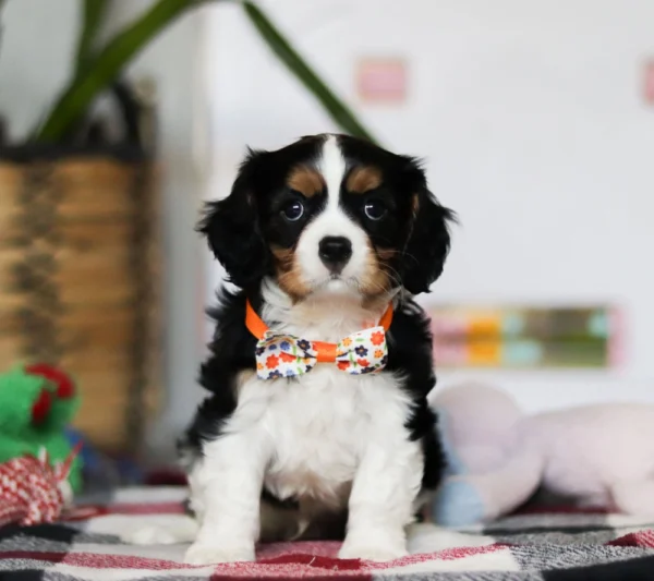 Tri colored Cavalier puppy