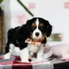 My Cavalier Pups puppy for adoption