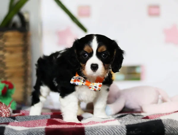 My Cavalier Pups puppy for adoption