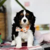 Cavalier puppy with orange collar