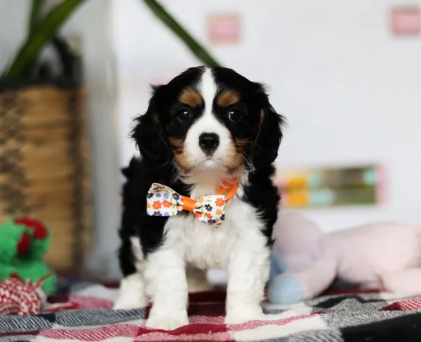 Cavalier puppy with orange collar