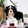 Tri colored puppy standing on a carpet