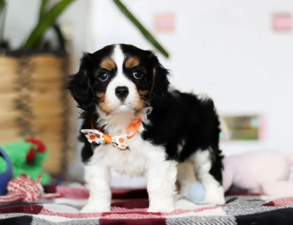 Tri colored puppy standing on a carpet