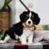 Cavalier puppy with tilted head