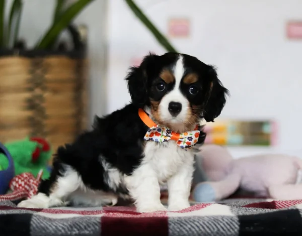 Cavalier puppy with tilted head