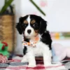 Cavalier puppy looking curious