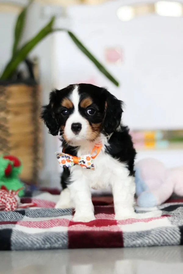 Cavalier puppy looking curious