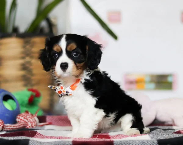 Sitting Cavalier puppy