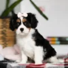 Tri colored Cavalier puppy with pink bow