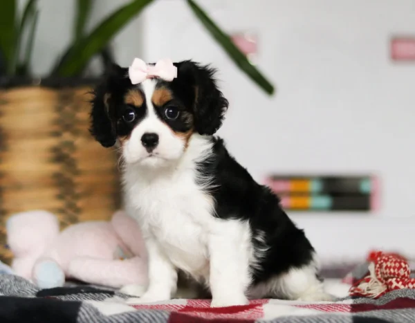 Tri colored Cavalier puppy with pink bow
