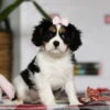 Sitting tricolored puppy