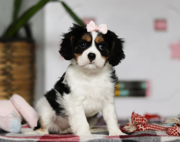 Sitting tricolored puppy
