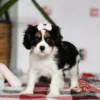 Cavalier puppy available for adoption