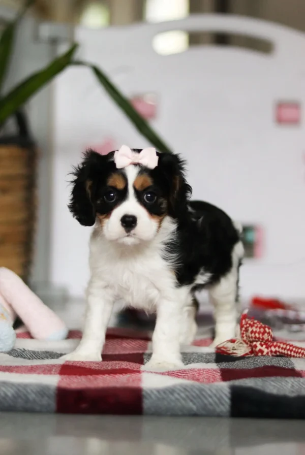 Cavalier puppy available for adoption