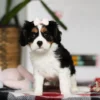 Tri colored Cavalier puppy