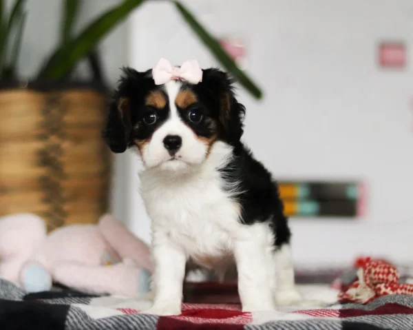Tri colored Cavalier puppy