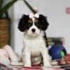 Cute Cavalier puppy