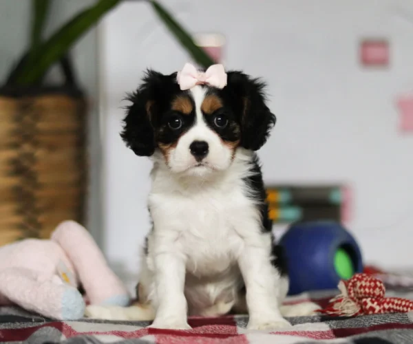 Cute Cavalier puppy