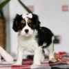 Cavalier puppy by My Cavalier pups