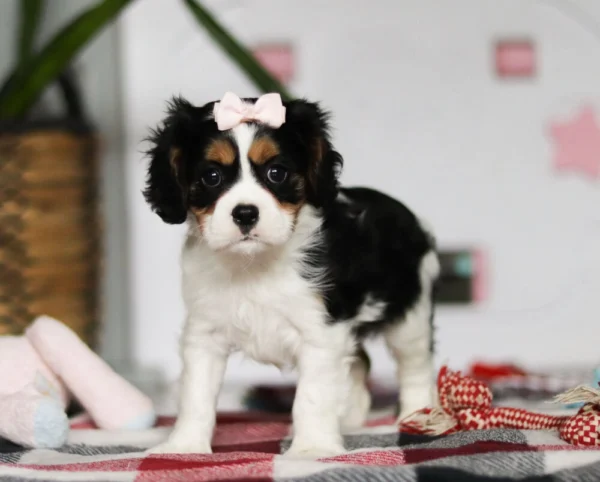Cavalier puppy by My Cavalier pups