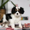 Cute Cavalier puppy for sale