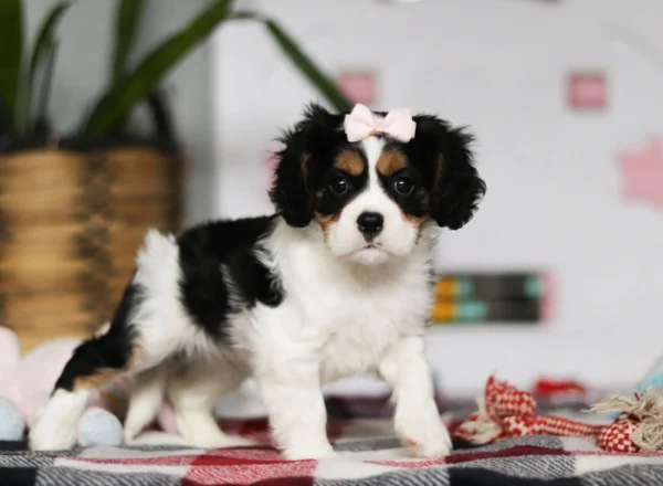 Cute Cavalier puppy for sale