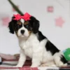 Tri colored puppy with red ribbon