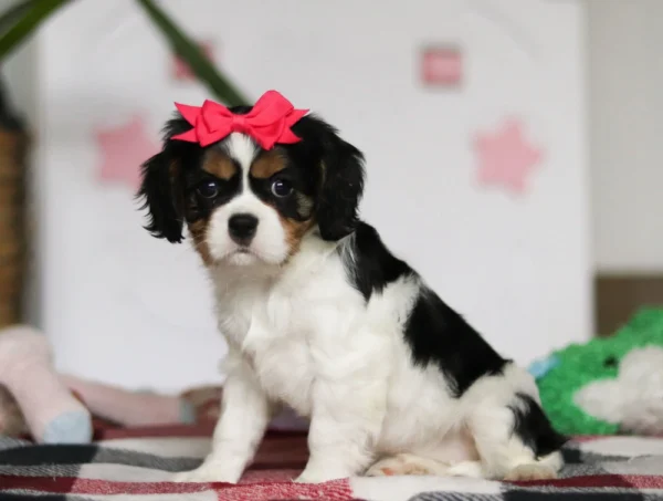 Tri colored puppy with red ribbon