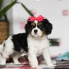 Red ribbon on Cavalier puppy