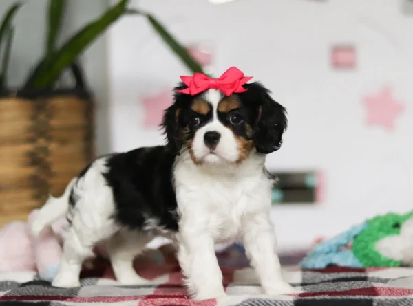 Red ribbon on Cavalier puppy
