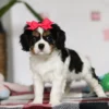 Standing Cavalier puppy