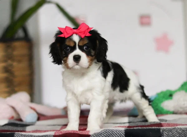 Standing Cavalier puppy