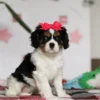 Sitting Cavalier puppy