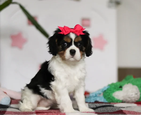 Sitting Cavalier puppy