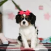 Cavalier puppy posing for a picture