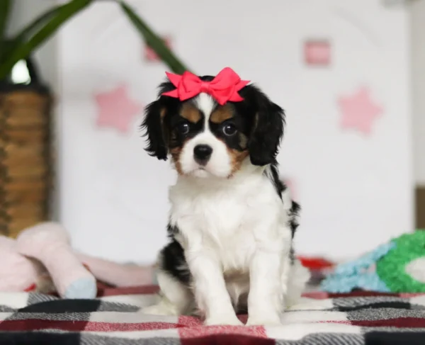 Cavalier puppy posing for a picture