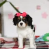My Cavalier Pups puppy for adoption