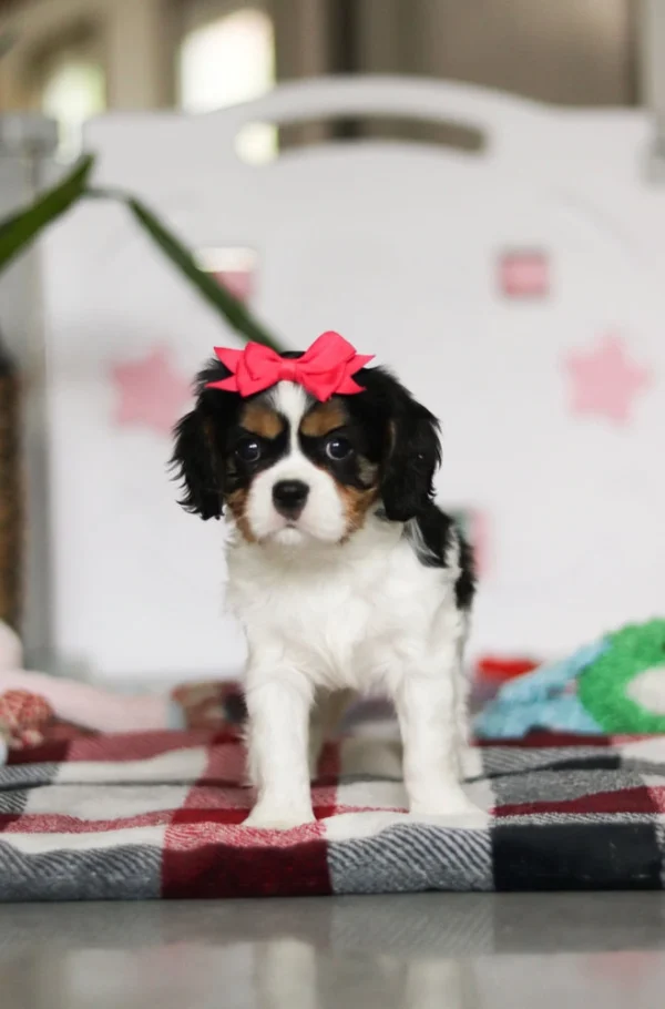 My Cavalier Pups puppy for adoption