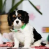 Tri colored Cavalier puppy