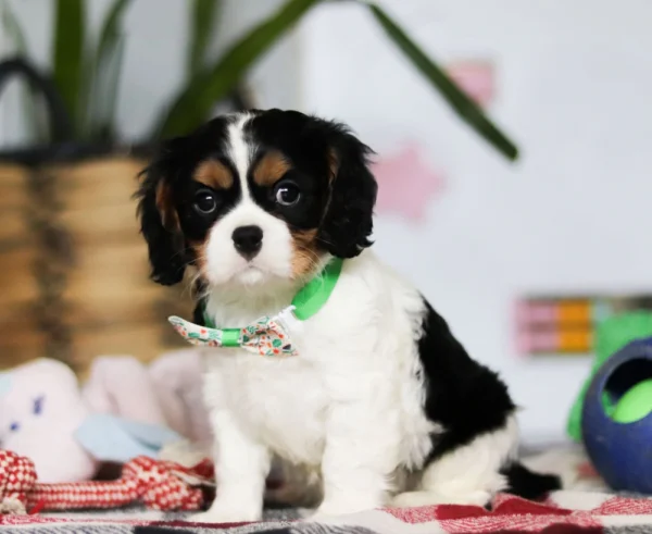 Tri colored Cavalier puppy