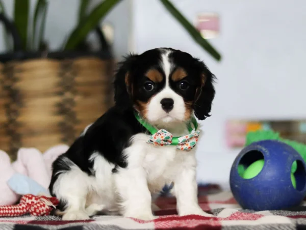 Tri colored Cavalier puppy for sale