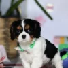 Sitting Cavalier puppy