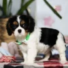 Cavalier puppy with green collar