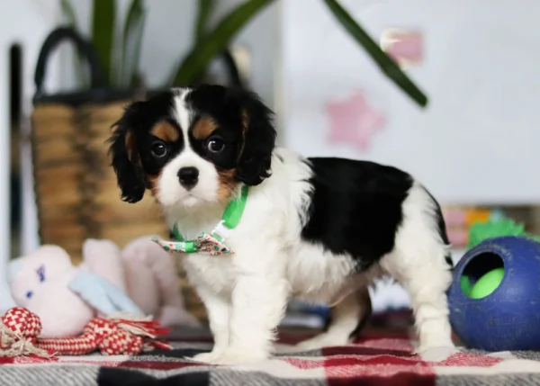 Cavalier puppy with green collar