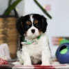 Sitting Cavalier puppy with green collar