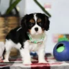 Puppy with blue ball