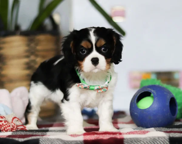 Puppy with blue ball