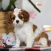 Brown and white puppy
