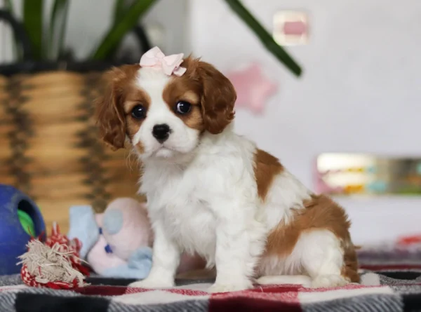 Brown and white puppy